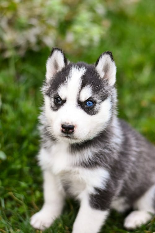 blue eyed tiny Pomsky puppy